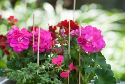 Nature Pflanzstab Bambus H 50 cm 10 St.