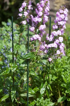 Nature Pflanzstab Metall H 180 cm D 11mm