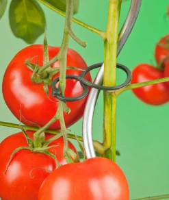 Nature Tomatenringe D 65 mm 25 St.