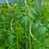 Nature Tomatenspiralstab 150 cm