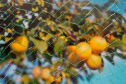 Nature Vogelschutznetz Mono Maschenweite 6x6mm 10 x 4m grün