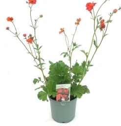 Nelkenwurz (Geum 'Coral Tempest') D 17 H 50 cm