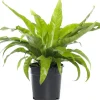 Nestfarn (Asplenium antiquum) D 17 H 50 cm