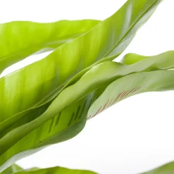 Nestfarn (Asplenium antiquum) D 17 H 50 cm