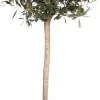 Olivenbaum (Olea europaea) D 28 H 130 cm