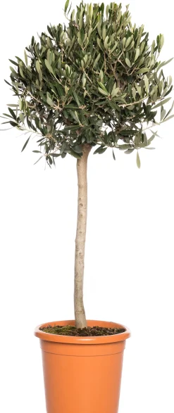 Olivenbaum (Olea europaea) D 28 H 130 cm