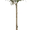 Olivenbaum (Olea europaea) D 16 H 50 cm