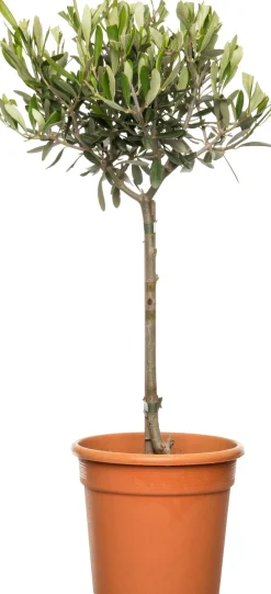 Olivenbaum (Olea europaea) D 16 H 50 cm