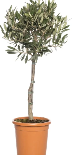 Olivenbaum (Olea europaea) D 24 H 110 cm