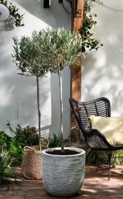 Olivenbaum (Olea europaea) D 34 H 175 cm