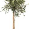Olivenbaum (Olea europaea) D 35 H 140 cm