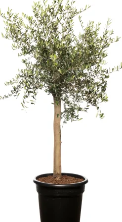 Olivenbaum (Olea europaea) D 35 H 140 cm