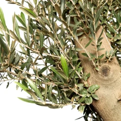 Olivenbaum (Olea europaea) D 35 H 140 cm