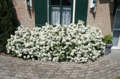 Orangenblumen (Choisya ternata 'White Dazzler') D 19 H 20 cm