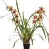 Orchidee (Cymbidium braun 3-4 Zweige) D 14 H 80 cm