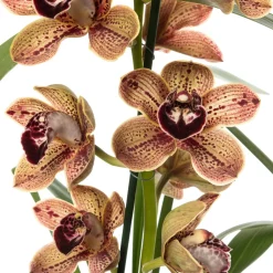 Orchidee (Cymbidium braun 3-4 Zweige) D 14 H 80 cm