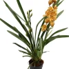 Orchidee (Cymbidium) orange D 14 H 85 cm