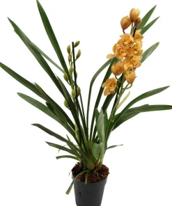 Orchidee (Cymbidium) orange D 14 H 85 cm