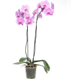 Orchidee (Phalaenopsis) rosa D 12 cm H 55 cm