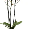 Orchidee (Phalaenopsis) weiß D 12 H 55 cm
