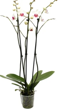 Orchidee (Phalaenopsis) weiß D 12 H 55 cm