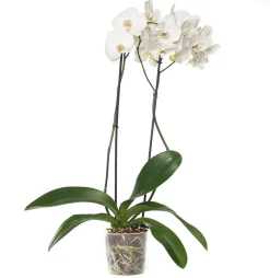 Orchidee (Phalaenopsis) weiß D 12 cm H 55 cm