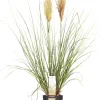Pampasgras (Cortaderia sellosa 'Evita') D 19 H 45 cm
