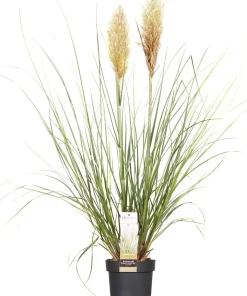 Pampasgras (Cortaderia sellosa 'Evita') D 19 H 45 cm