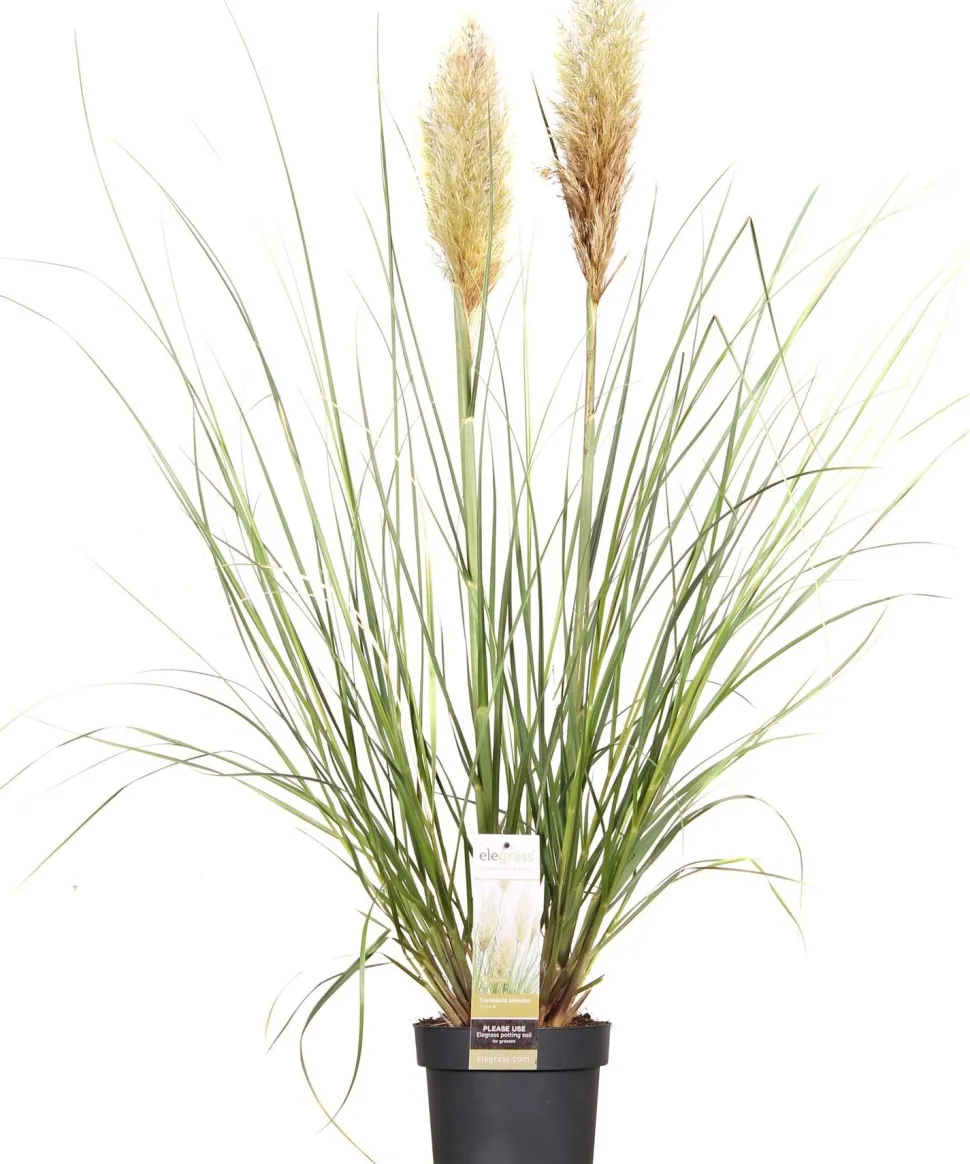 Pampasgras (Cortaderia sellosa 'Evita') D 19 H 45 cm