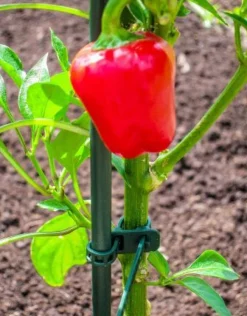 Peacock Gummi Pflanzenbinder grün 25 cm 15 St.