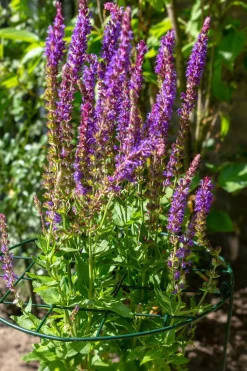 Peacock Stützgitter mit 3 Stäben grün D 30 H 75 cm