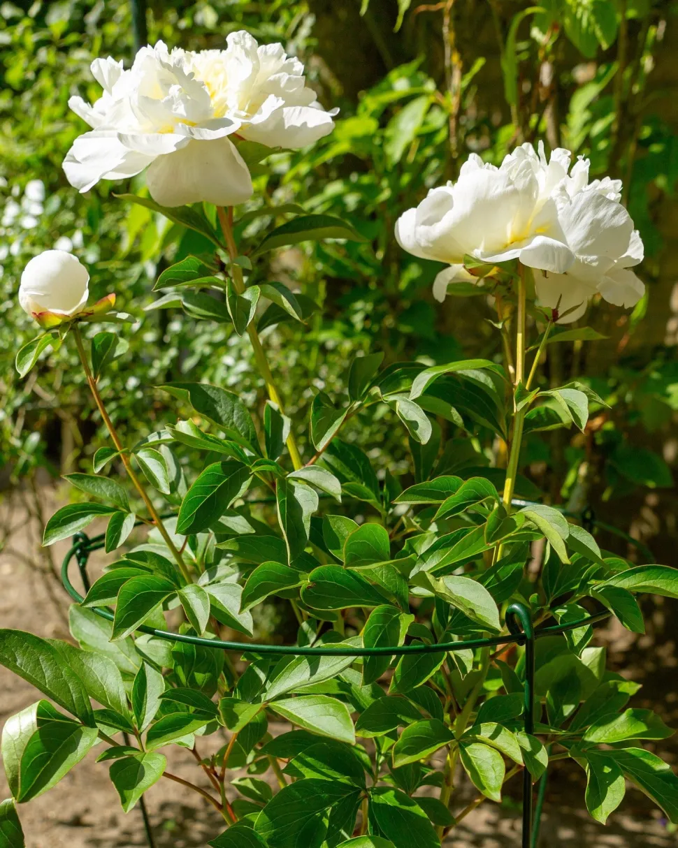 Peacock Stützring mit 3 Stäben grün D 25 H 75 cm