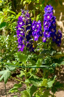 Peacock Stützring mit 3 Stäben grün D 45 H 100 cm