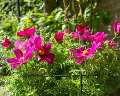 Peacock Stützring mit 3 Stäben grün D 35 H 100 cm