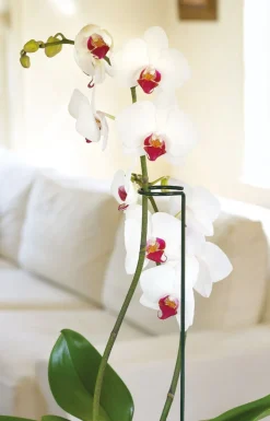 Peacock Stützstab mit Ring und Zweig grünD 5 H 55 cm