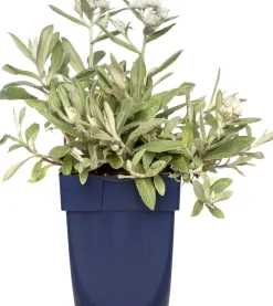 Perlkörbchen (Anaphalis triplinervis) D 11 H 10 cm