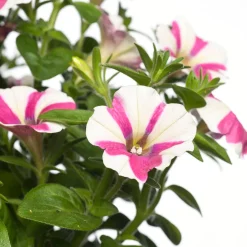 Petunie (Petunia) D 25 H 40 cm
