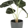 Pfeilblatt (Alocasia 'Black Velvet') D 6 cm H 10 cm