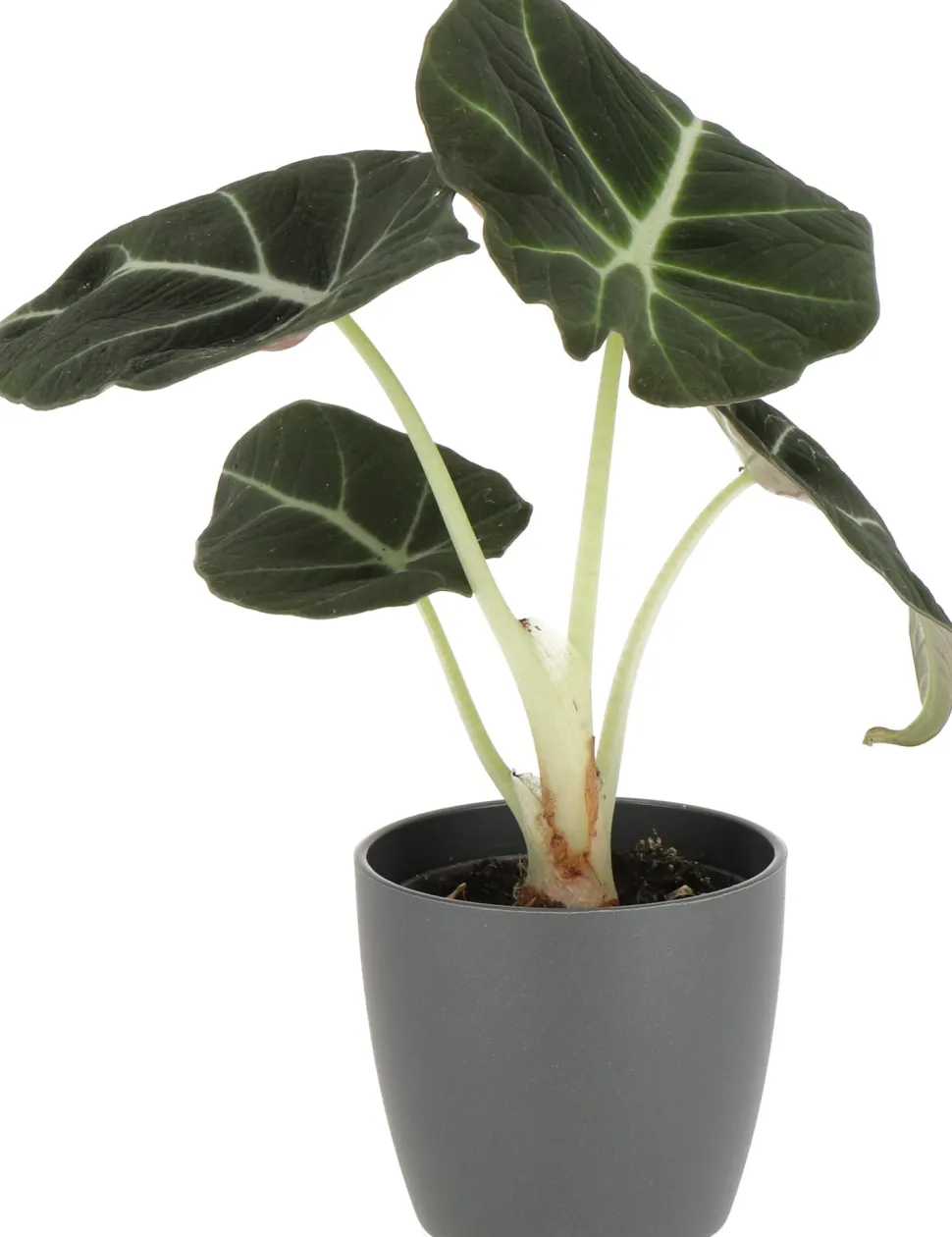 Pfeilblatt (Alocasia 'Black Velvet') D 6 cm H 10 cm