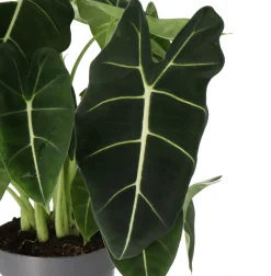 Pfeilblatt (Alocasia 'Frydek') D 17 H 50 cm