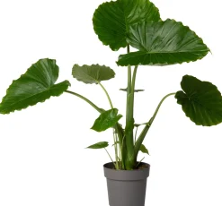 Pfeilblatt (Alocasia gageana 'California') D 21 cm H 90 cm