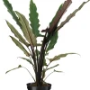 Pfeilblatt (Alocasia 'Lauterbachiana') D 19 cm H 75 cm
