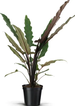 Pfeilblatt (Alocasia 'Lauterbachiana') D 19 cm H 75 cm