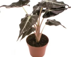 Pfeilblatt (Alocasia 'Polly') D 6 H 15 cm