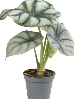 Pfeilblatt (Alocasia 'Silver Dragon') D 6 H 17;5 cm