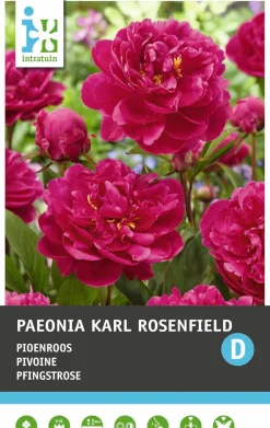 Pfingstrose (Paeonia 'Karl Rosenfeld') Blumenzwiebel 1 St.