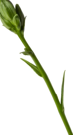 Pfirsichblättrige Glockenblume (Campanula persicifolia 'Coerulea') D 9 H 5 cm