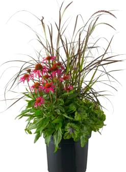 Pflanzen Mix 'Triple Beauty' (Echinacea, Heuchera, Pennisetum) D 26 H 80 cm