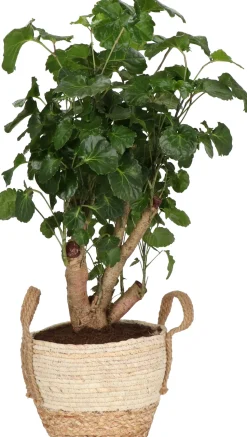 Pflanzenarrangement Zimmerpflanzen-Mix im Korb D 22 H 50 cm