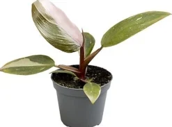 Philodendron (Philodendron 'Pink Princess') D 6 H 15 cm